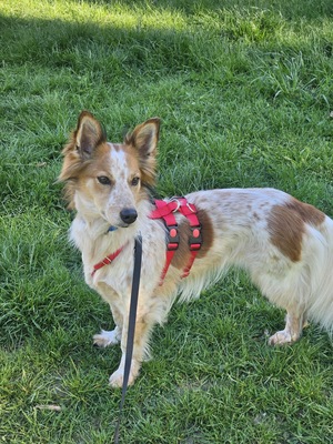 Reina, Mix - Hündin