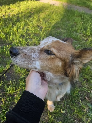Reina, Mix - Hündin