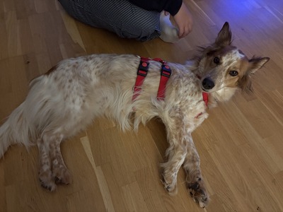 Reina, Mix - Hündin