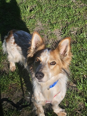 Reina, Mix - Hündin
