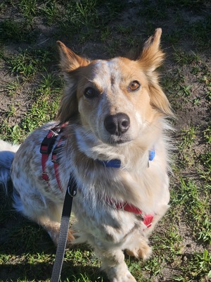 Reina, Mix - Hündin