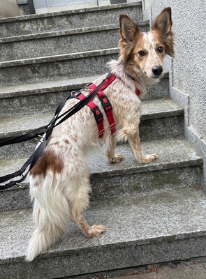 Reina, Mix - Hündin