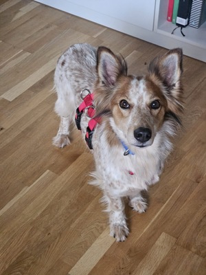 Reina, Mix - Hündin