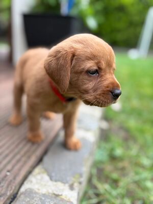 Reinrassige Labrador Retriever Welpen Dark Foxred Hundewelpen mit Ahnentafel, Labrador Retriever (Welpen) Welpen - Hündin