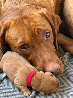 Reinrassige Labrador Retriever Welpen Dark Foxred Hundewelpen mit Ahnentafel, Labrador Retriever (Welpen) Welpen - Hündin