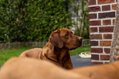 Reinrassige Labrador Retriever Welpen Dark Foxred Hundewelpen mit Ahnentafel, Labrador Retriever (Welpen) Welpen - Hündin