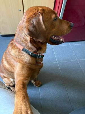 Reinrassige Labrador Retriever Welpen Dark Foxred Hundewelpen mit Ahnentafel, Labrador Retriever (Welpen) Welpen - Hündin