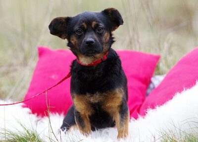 Reka, Mischling - Hündin