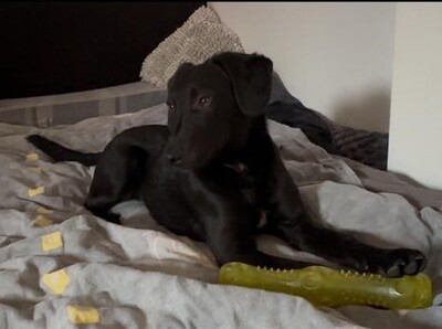 Relino, Mischling - Rüde