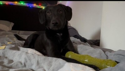 Relino, Mischling - Rüde