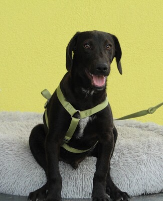 Relino, Mischling Welpen - Rüde