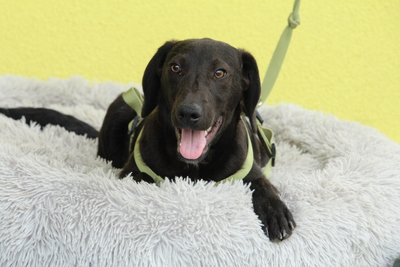 Relino, Mischling Welpen - Rüde