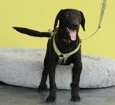 Relino, Mischling Welpen - Rüde