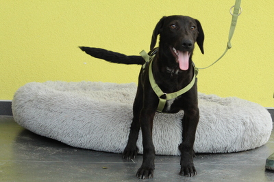 Relino, Mischling Welpen - Rüde