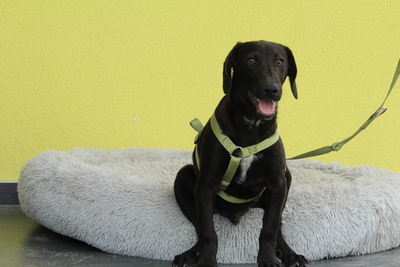 Relino, Mischling Welpen - Rüde