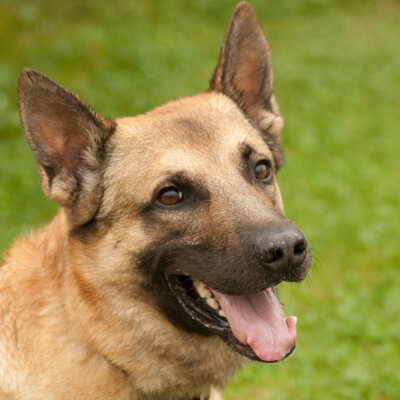 Rem, Malinois-Mix - Rüde