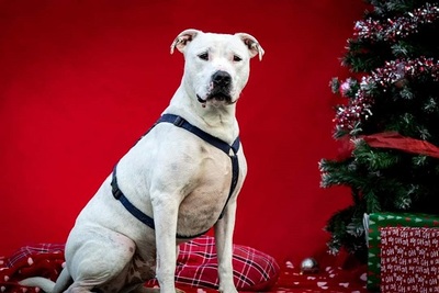 Remo Dogo Argentino Rüde, leider taub, sucht noch ein Zuhause, Dogo Argentino - Rüde 1