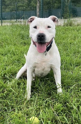 Remo Dogo Argentino Rüde, leider taub, sucht noch ein Zuhause, Dogo Argentino - Rüde