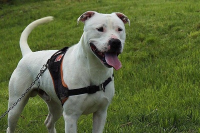 Remo Dogo Argentino Rüde, leider taub, sucht noch ein Zuhause, Dogo Argentino - Rüde