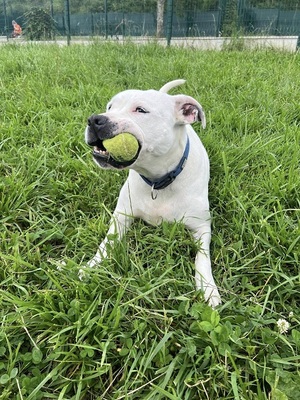 Remo Dogo Argentino Rüde, leider taub, sucht noch ein Zuhause, Dogo Argentino - Rüde