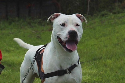 Remo Dogo Argentino Rüde, leider taub, sucht noch ein Zuhause, Dogo Argentino - Rüde