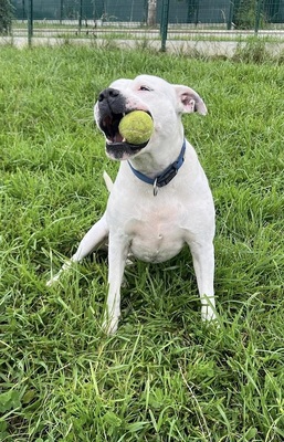 Remo Dogo Argentino Rüde, leider taub, sucht noch ein Zuhause, Dogo Argentino - Rüde