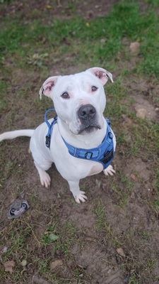 Remo Dogo Argentino Rüde, leider taub, sucht noch ein Zuhause, Dogo Argentino - Rüde