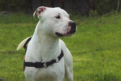 Remo Dogo Argentino Rüde, leider taub, sucht noch ein Zuhause, Dogo Argentino - Rüde