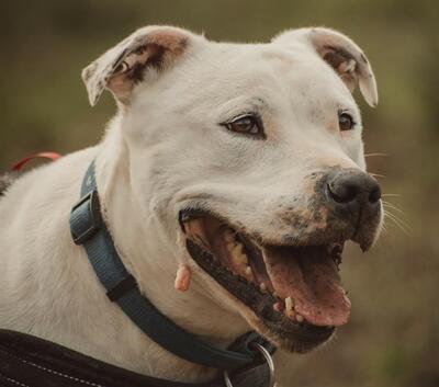 Remo Dogo Argentino Rüde, leider taub, sucht noch ein Zuhause, Dogo Argentino - Rüde