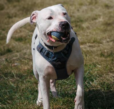 Remo Dogo Argentino Rüde, leider taub, sucht noch ein Zuhause, Dogo Argentino - Rüde
