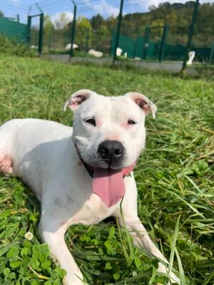 Remo Dogo Argentino Rüde, leider taub, sucht noch ein Zuhause, Dogo Argentino - Rüde