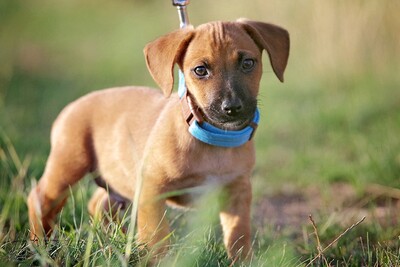 Remo, Mischling Welpen - Rüde