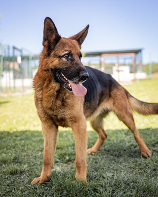 Remus - zutraulich, aufgeschlossen, ausgeglichen, gelehrig, intelligent, verschmust, freundlich, Deutscher Schäferhund (Video-Link vorhanden) - Rüde