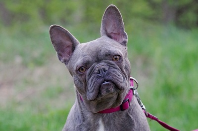 Renate, Bull - Hündin