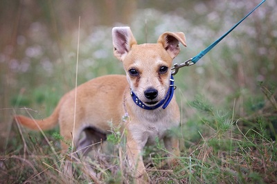 Renato, Zwergpinscher mit Chihuahua Welpen - Rüde