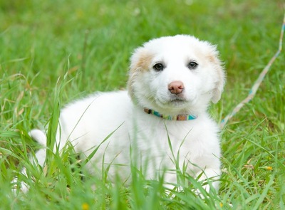 Rene - Aufgeweckter Hundejunge, ca. 5 Monate, Mishling Welpen - Rüde