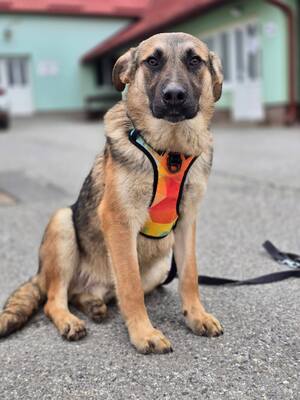 Reno, Deutscher Schäferhund Mischling - Rüde