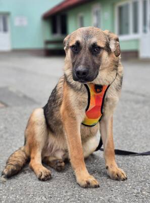 Reno, Deutscher Schäferhund Mischling - Rüde