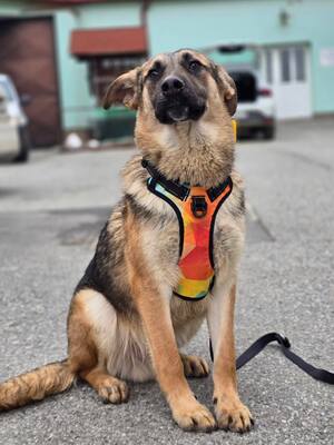 Reno, Deutscher Schäferhund Mischling - Rüde