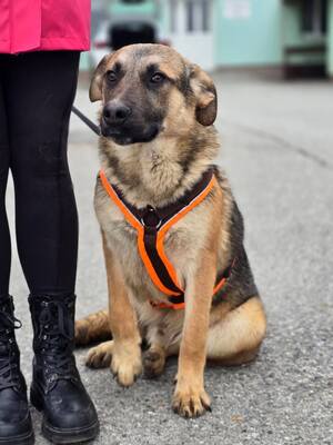 Reno, Deutscher Schäferhund Mischling - Rüde