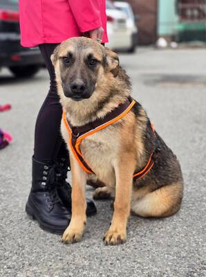 Reno, Deutscher Schäferhund Mischling - Rüde