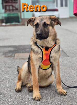 Reno, Deutscher Schäferhund Mischling - Rüde