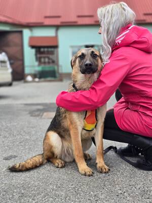 Reno, Deutscher Schäferhund Mischling - Rüde