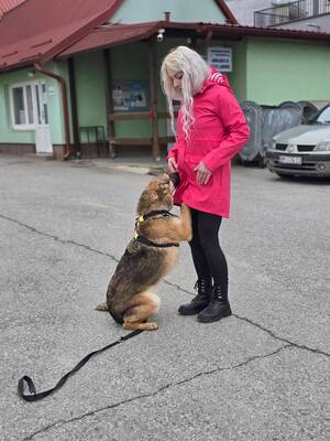 Reno, Deutscher Schäferhund Mischling - Rüde
