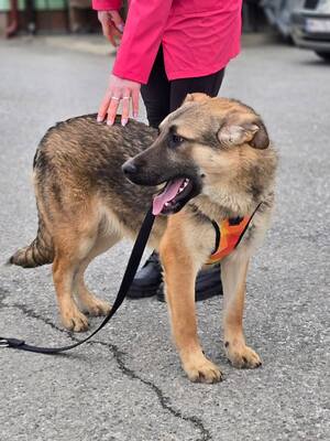 Reno, Deutscher Schäferhund Mischling - Rüde