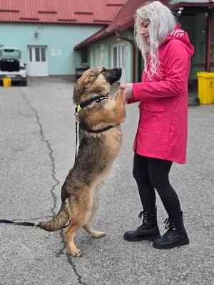 Reno, Deutscher Schäferhund Mischling - Rüde