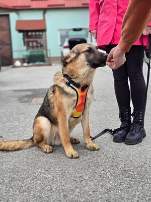 Reno, Deutscher Schäferhund Mischling - Rüde