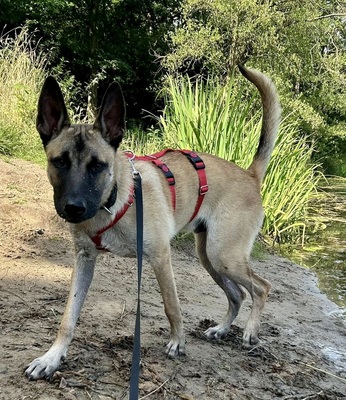 Renzo, Malinois - Mix - Rüde