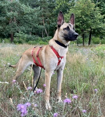Renzo, Malinois - Mix - Rüde