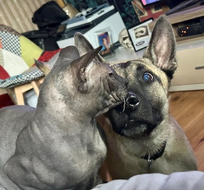 Renzo, Malinois - Mix - Rüde